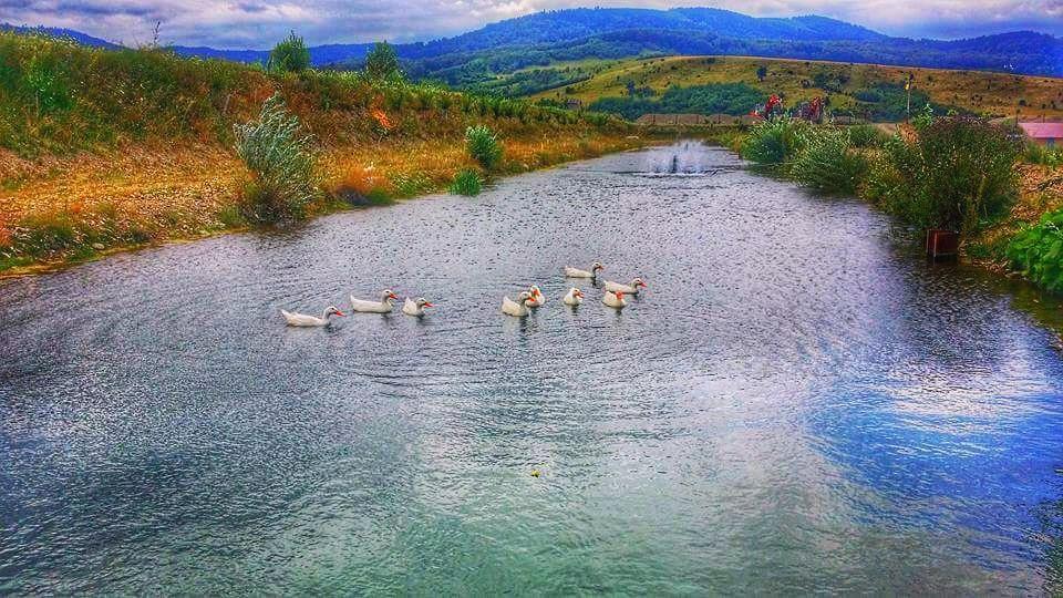 Pastravaria Ursu Vînători-Neamţ Esterno foto